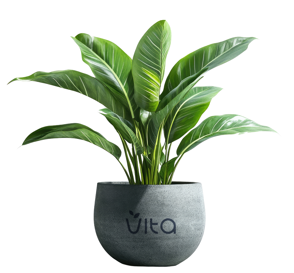 plant_VITA